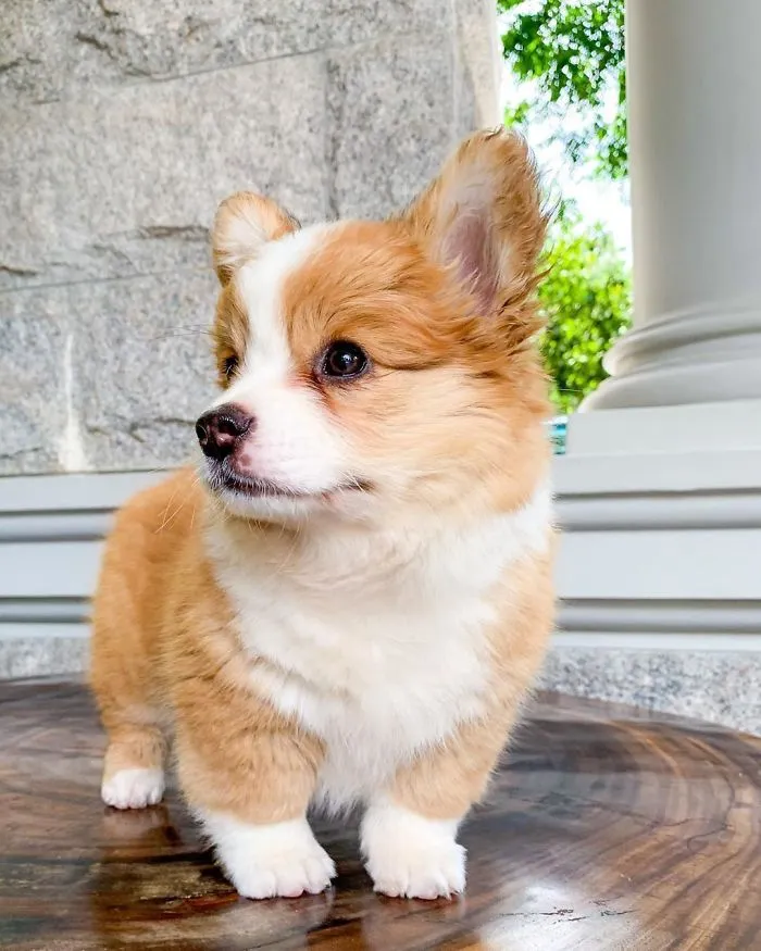 Meet Baby, The Corgi That Loves Everyone And Has A Feisty Personality (31 Pics)