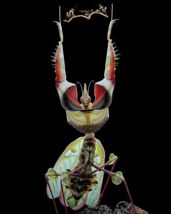 Photographer Captures Amusing Pics Of Stunning Mantises, And Here Are 30 Of The Best Ones