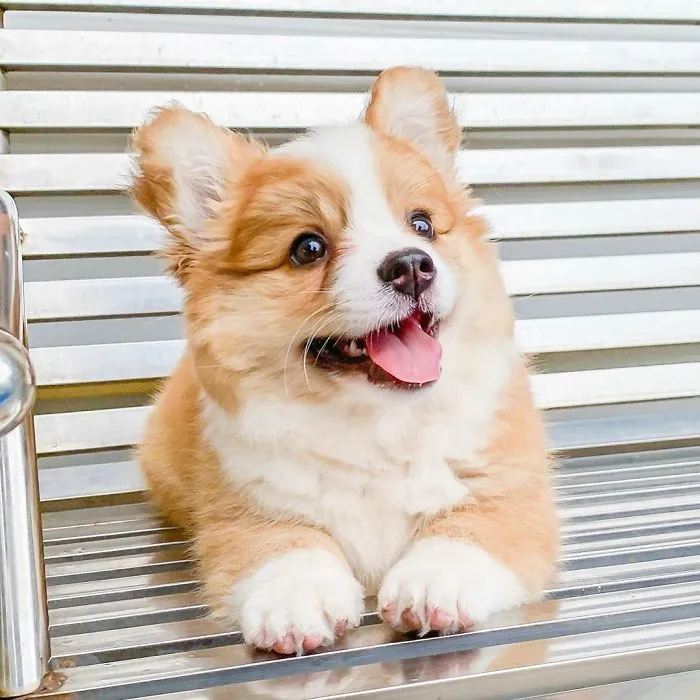 Meet Baby, The Corgi That Loves Everyone And Has A Feisty Personality (31 Pics)
