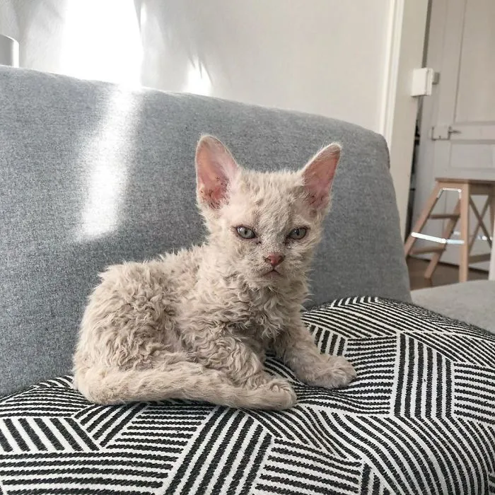 Estos gatos son muy diferentes de los que sueles ver (30 fotos)