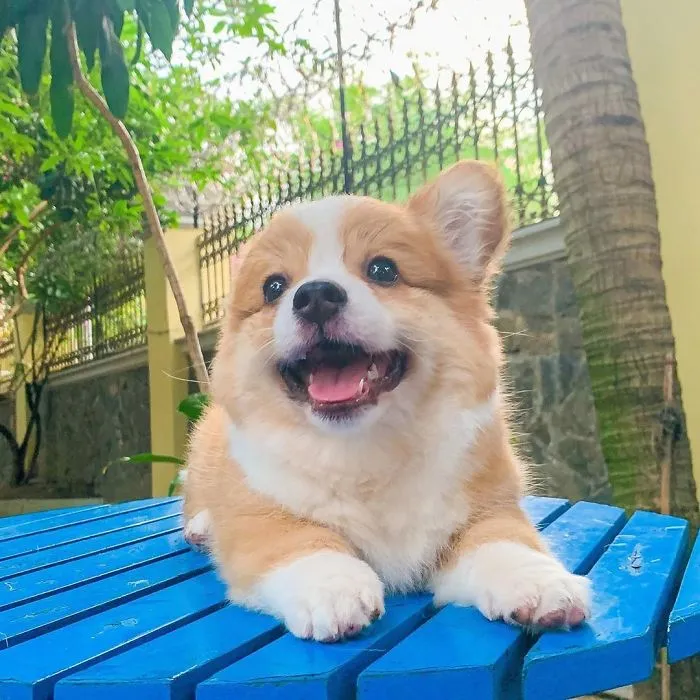 Meet Baby, The Corgi That Loves Everyone And Has A Feisty Personality (31 Pics)