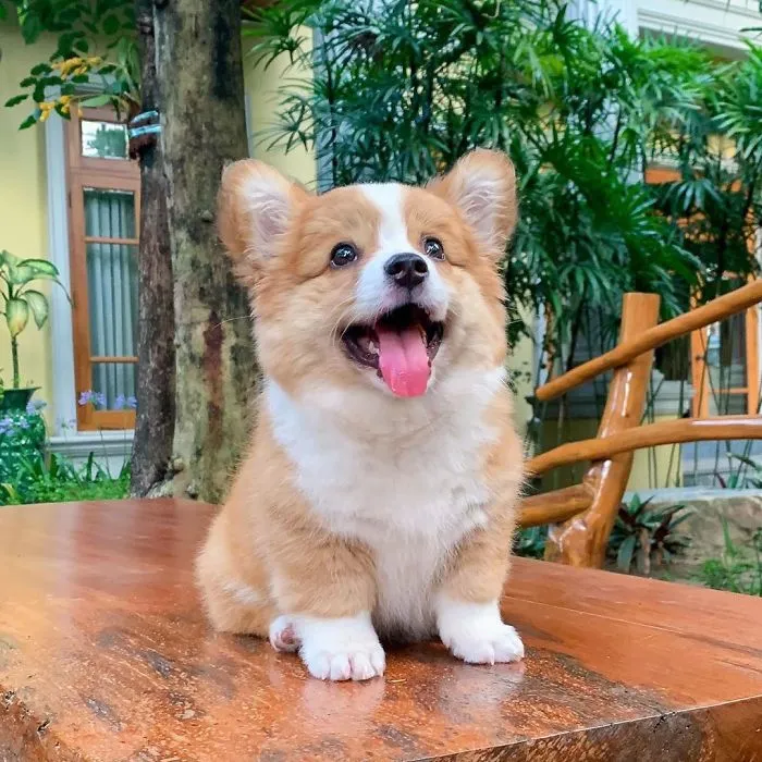 Meet Baby, The Corgi That Loves Everyone And Has A Feisty Personality (31 Pics)