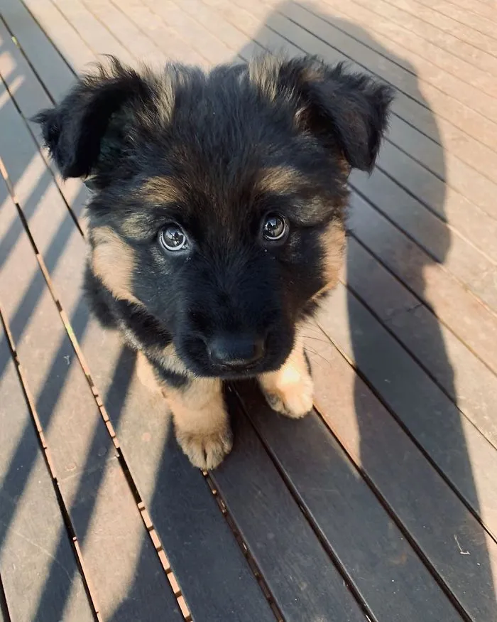 When Your Food Bowl Is Empty And You're Asking For More
