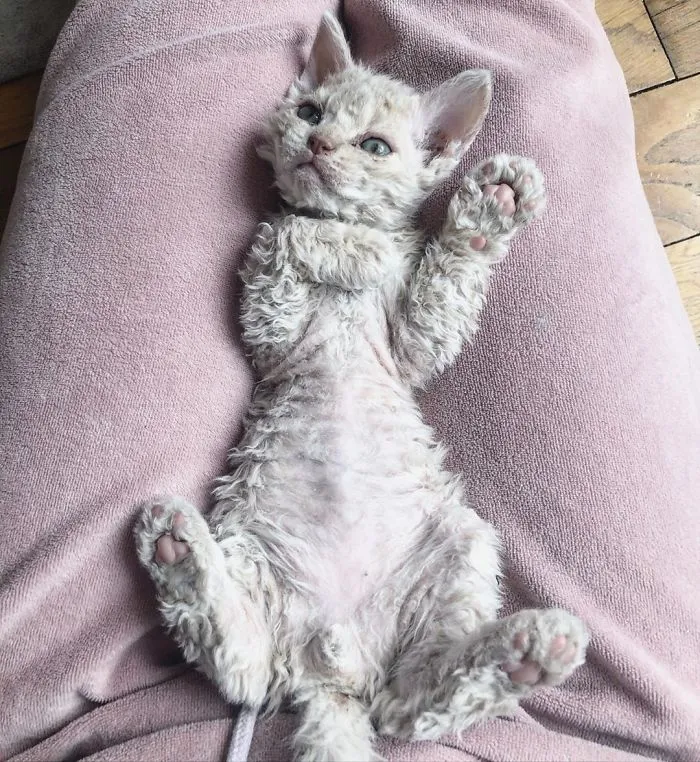 Estos gatos son muy diferentes de los que sueles ver (30 fotos)