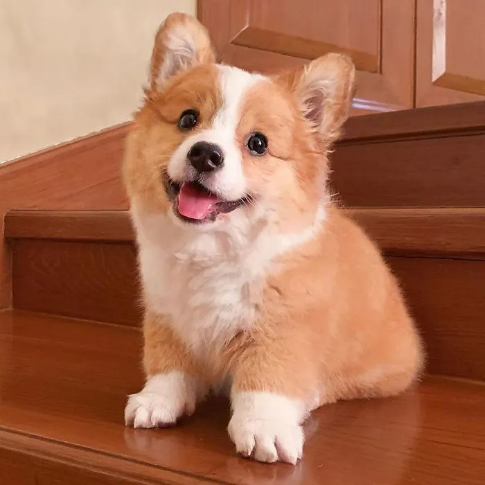 Meet Baby, The Corgi That Loves Everyone And Has A Feisty Personality (31 Pics)