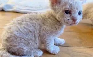 These Kitties Are Very Different From Your Usual Ones (30 Pics)