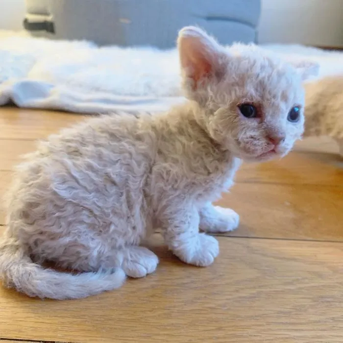 Estos gatos son muy diferentes de los que sueles ver (30 fotos)