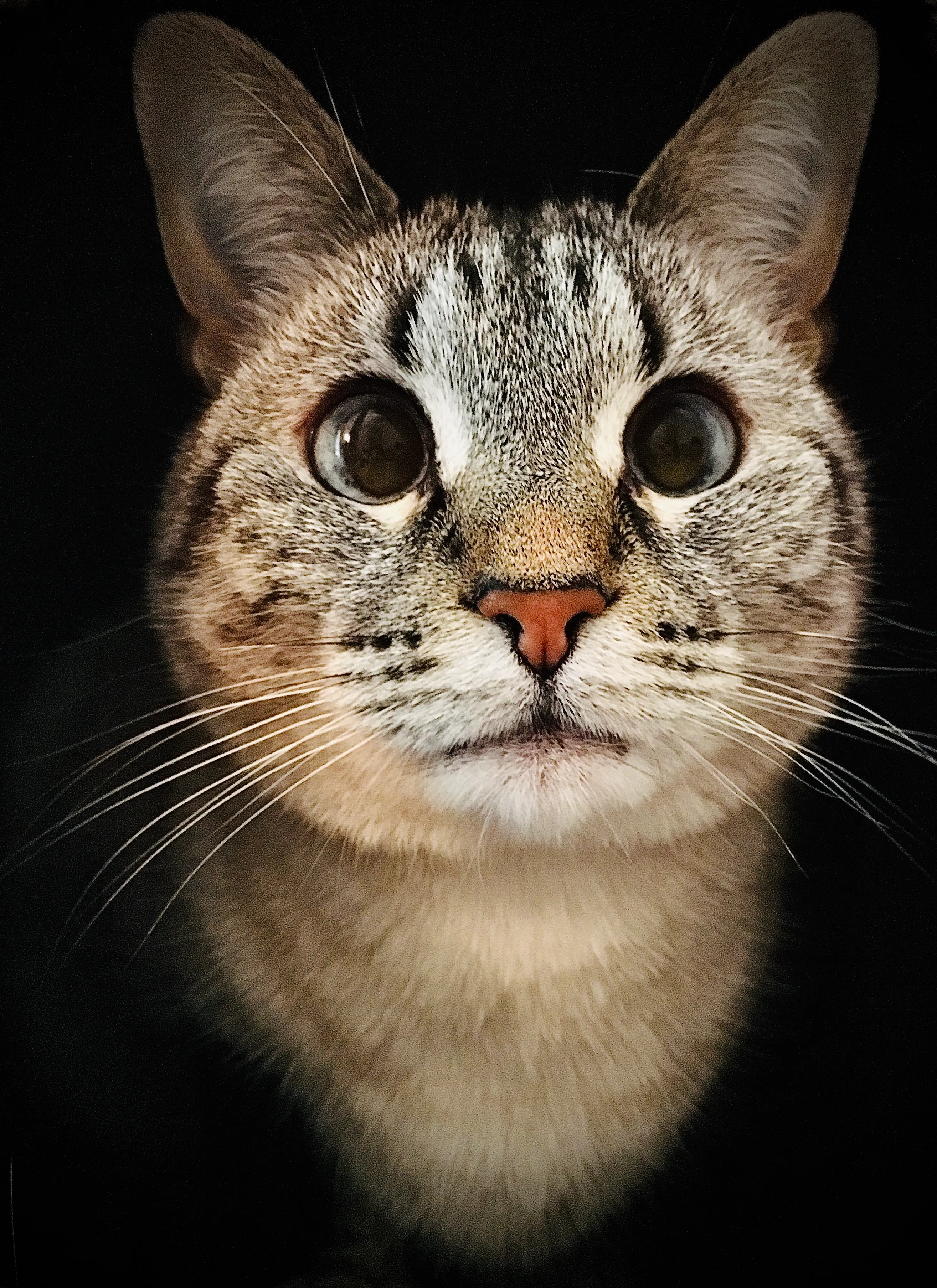 Cute Kitties