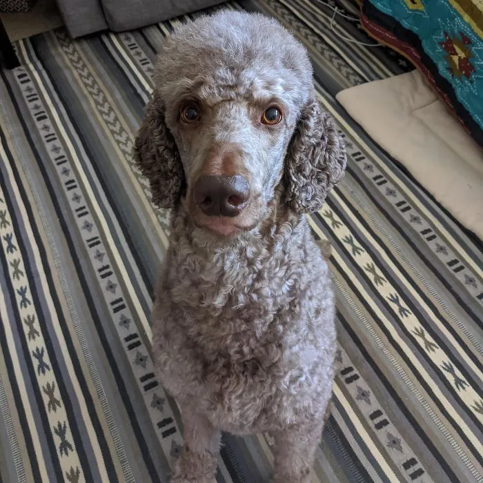 La gente comparte cosas que sus mascotas les han condicionado a hacer accidentalmente (25 respuestas)