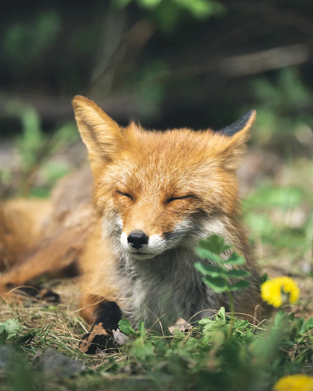 Wild Red Foxes From Southern Finland