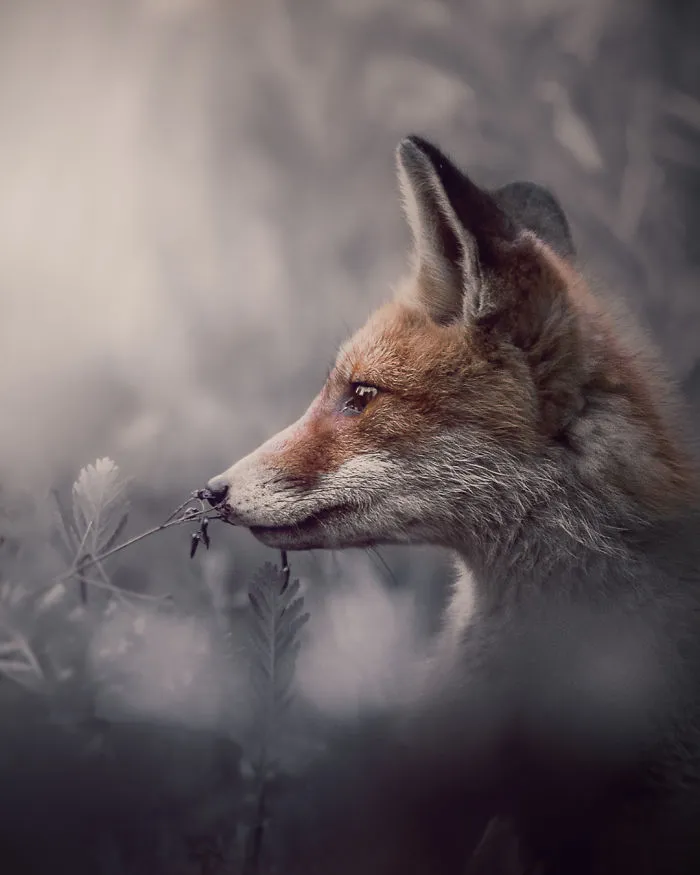 I Tried To Make My Way To Get To Red Foxes And I Finally Earned Their Trust To Photograph Them Up Close (30 Pics)