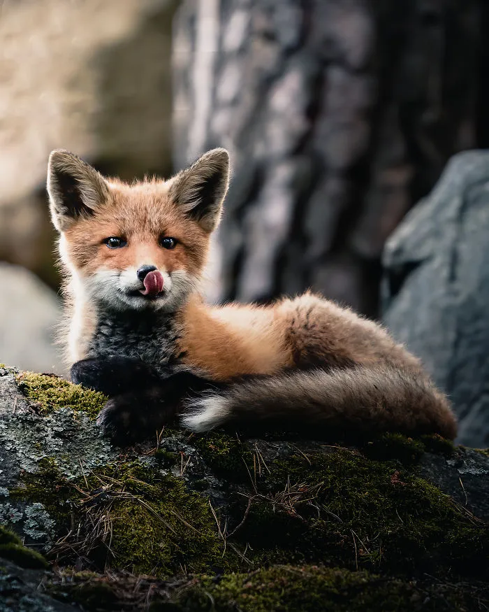 I Tried To Make My Way To Get To Red Foxes And I Finally Earned Their Trust To Photograph Them Up Close (30 Pics)