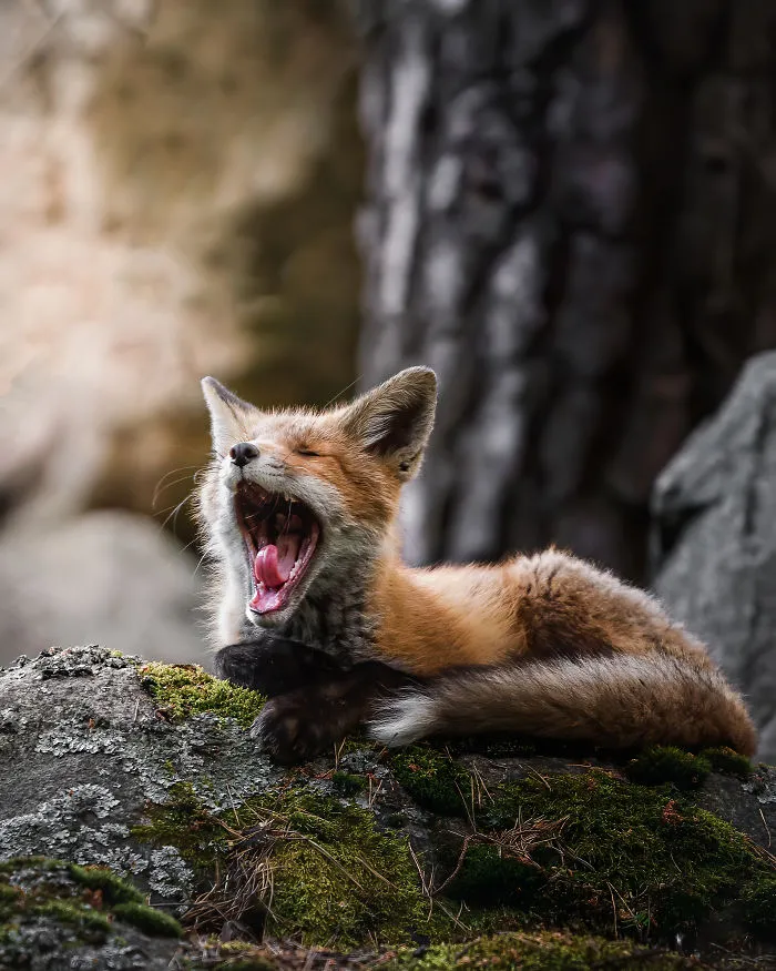 I Tried To Make My Way To Get To Red Foxes And I Finally Earned Their Trust To Photograph Them Up Close (30 Pics)
