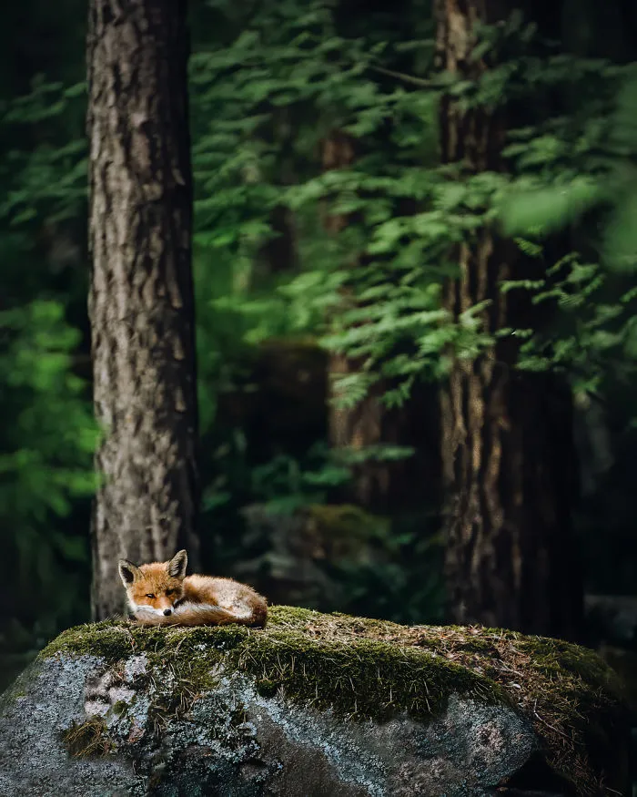 I Tried To Make My Way To Get To Red Foxes And I Finally Earned Their Trust To Photograph Them Up Close (30 Pics)
