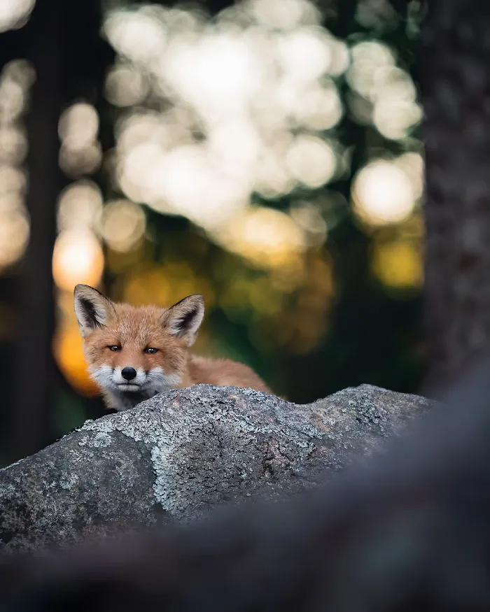 I Tried To Make My Way To Get To Red Foxes And I Finally Earned Their Trust To Photograph Them Up Close (30 Pics)