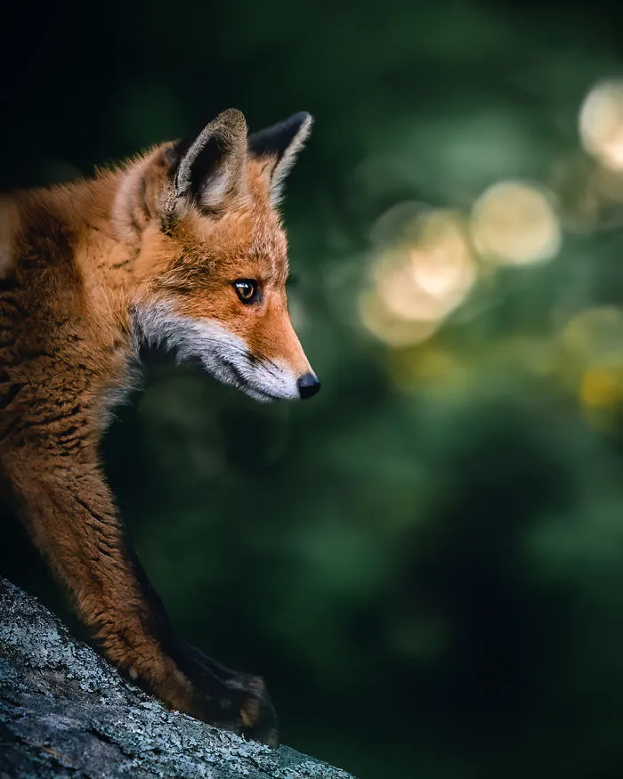 I Tried To Make My Way To Get To Red Foxes And I Finally Earned Their Trust To Photograph Them Up Close (30 Pics)