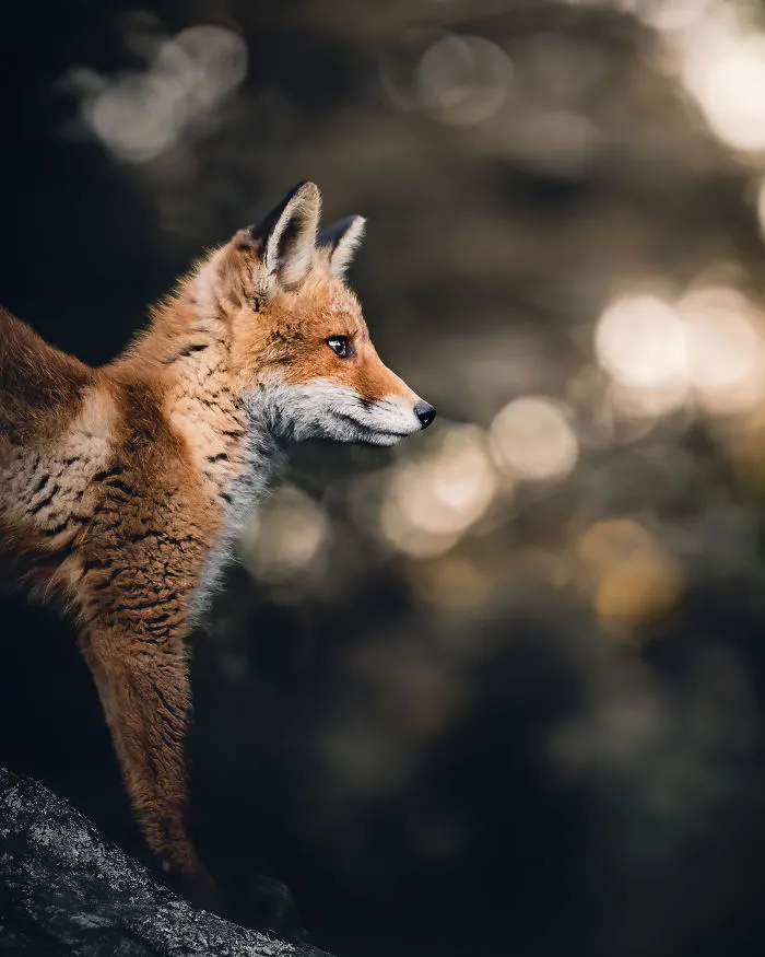 I Tried To Make My Way To Get To Red Foxes And I Finally Earned Their Trust To Photograph Them Up Close (30 Pics)