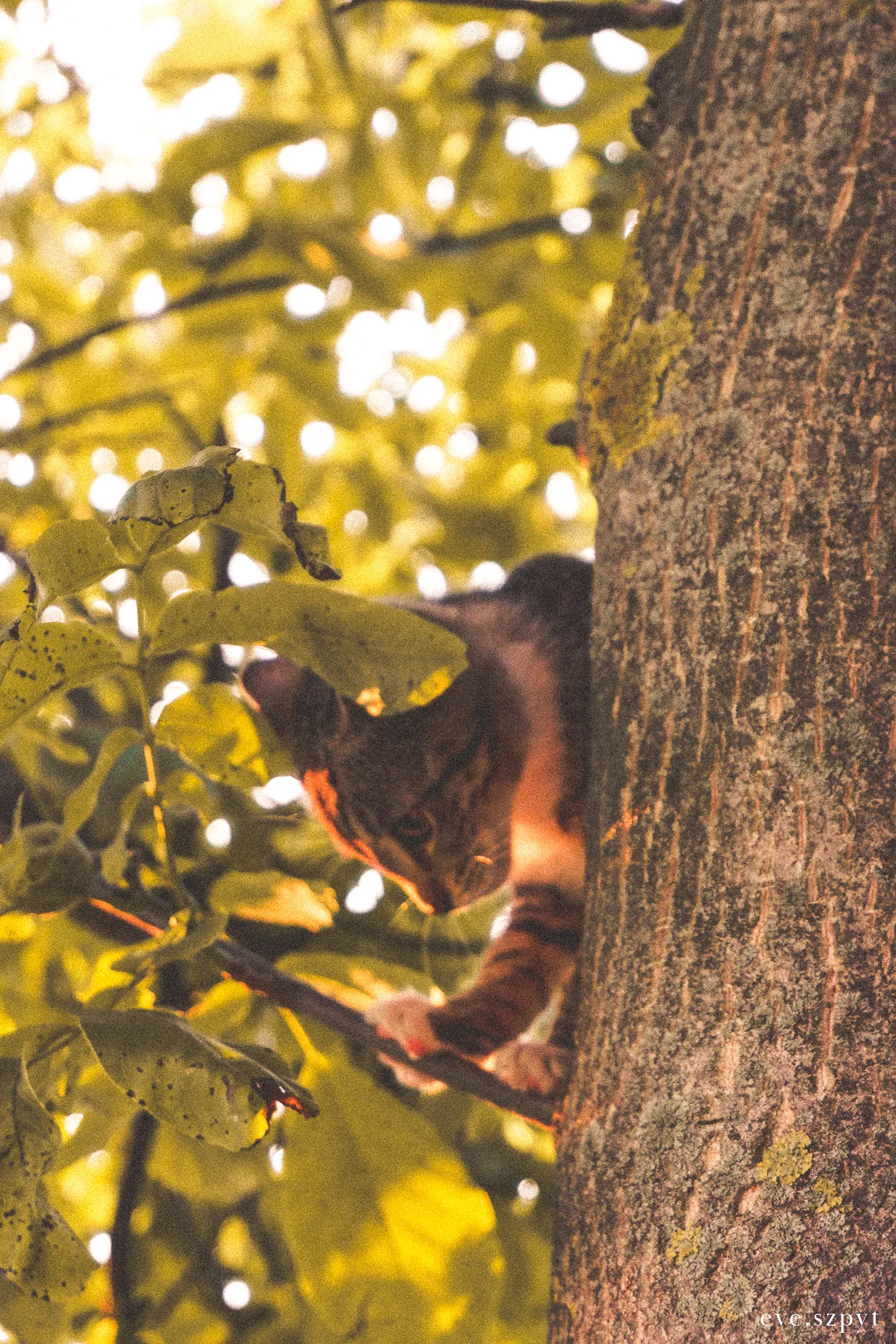 Cute Tree Kitten To Brighten Your Day!