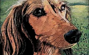 I Used 75,738 Staples To Create A Portrait Of The Family Dog.