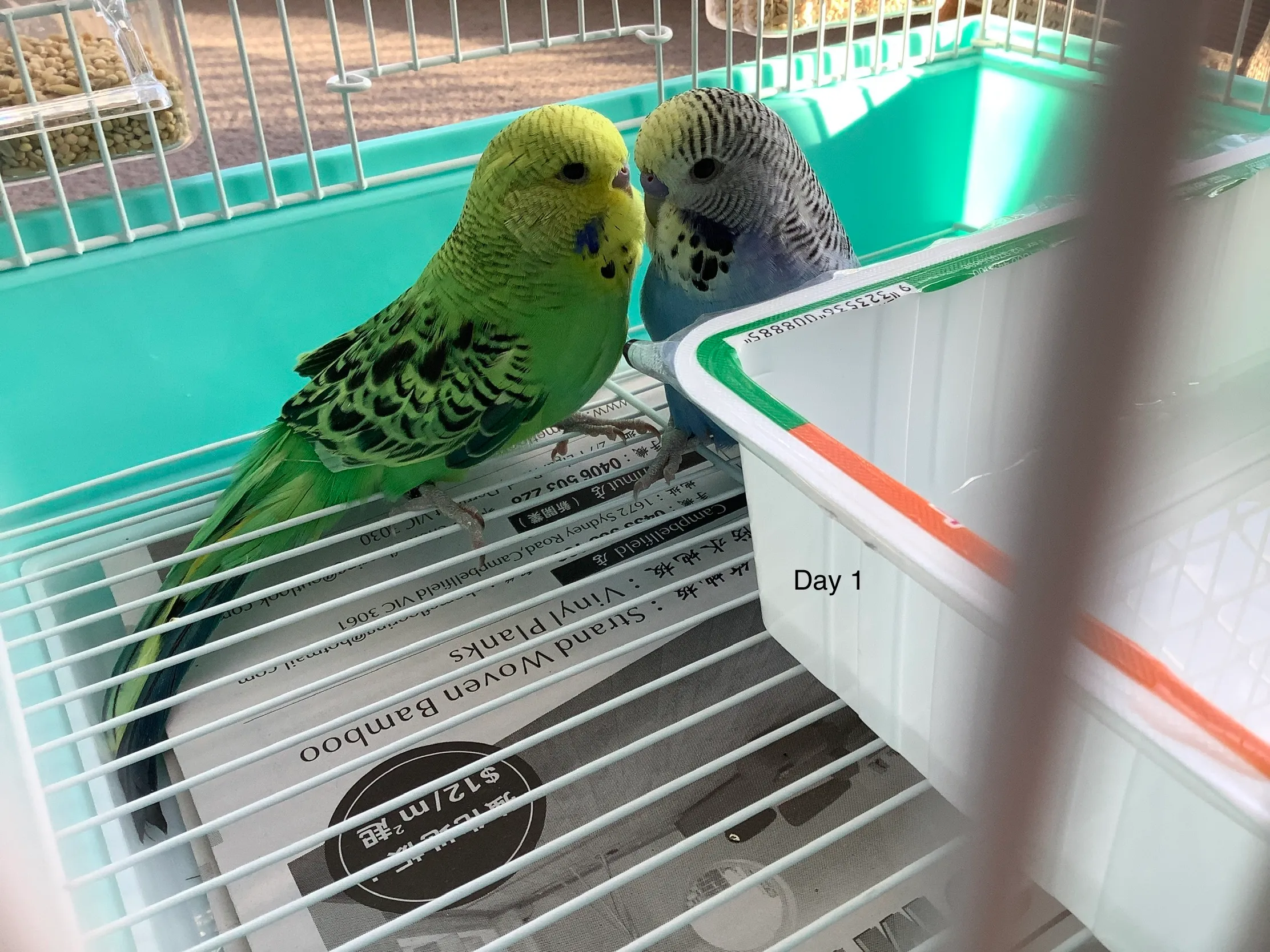 I Take So Many Photos Of My Budgies, And Here Are A Few Favorites!