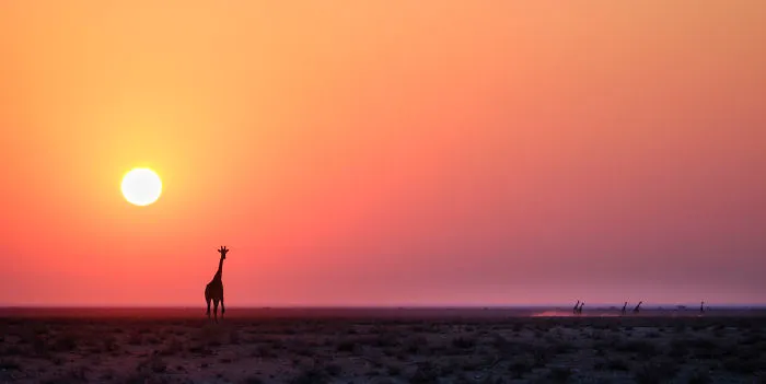 Giraffe Sunrise