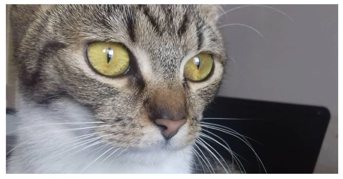 Here's How I Broke Up With My Cat