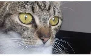Here's How I Broke Up With My Cat