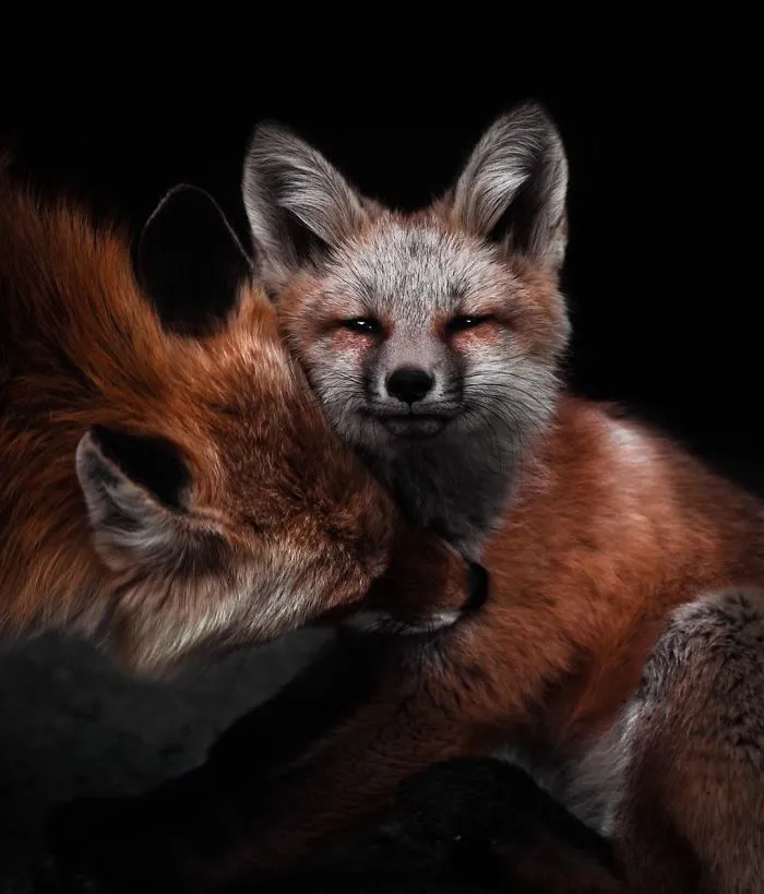 Fox Kit Waits Patiently While Momma Cleans Her Coat. Photographed In Colorado