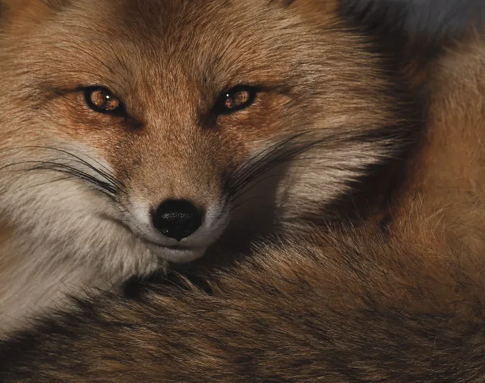 Sleepy Fox Naps In The Cold Winter Sunshine. Photographed In The Mountains Of Colorado