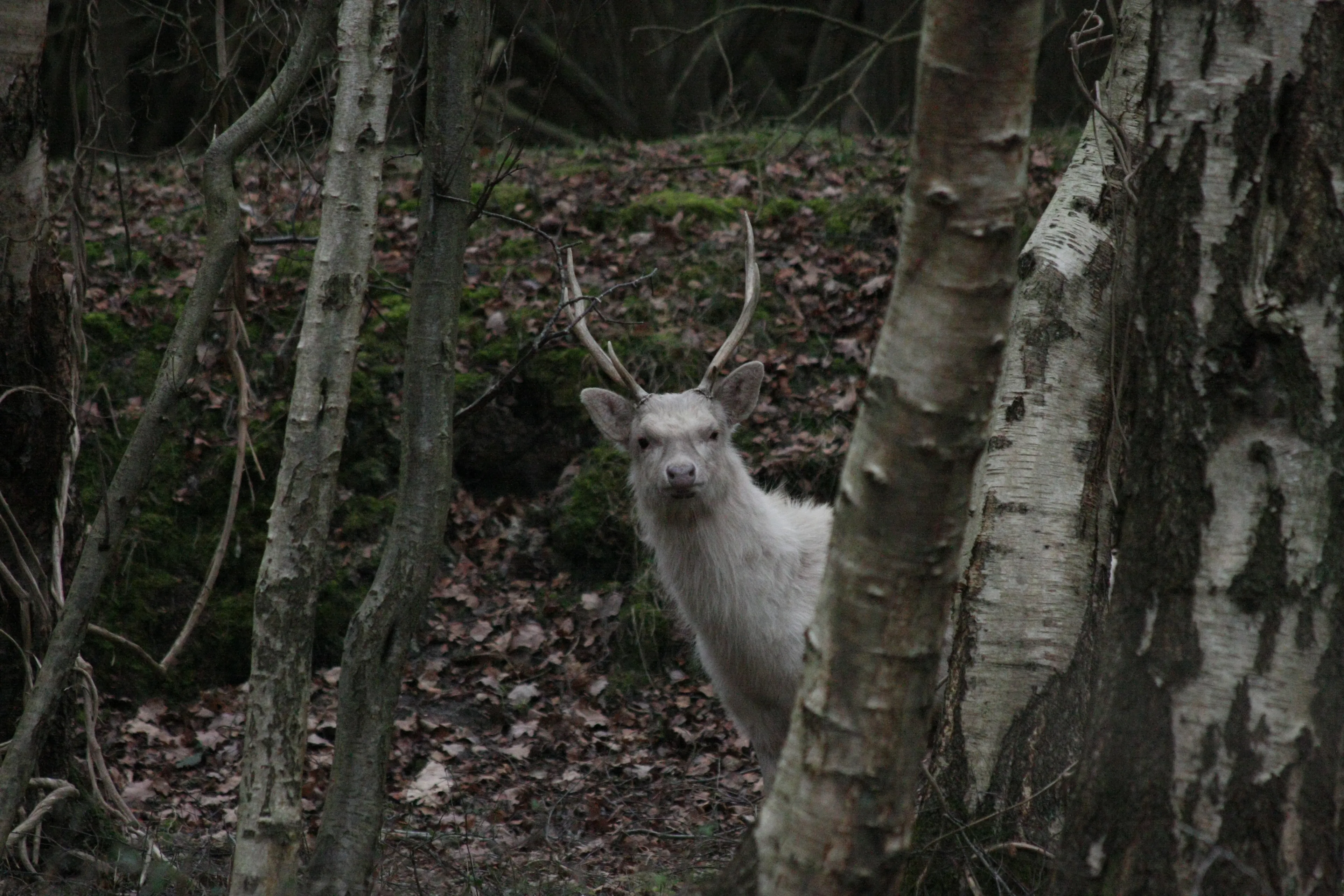 Images Of Dorset