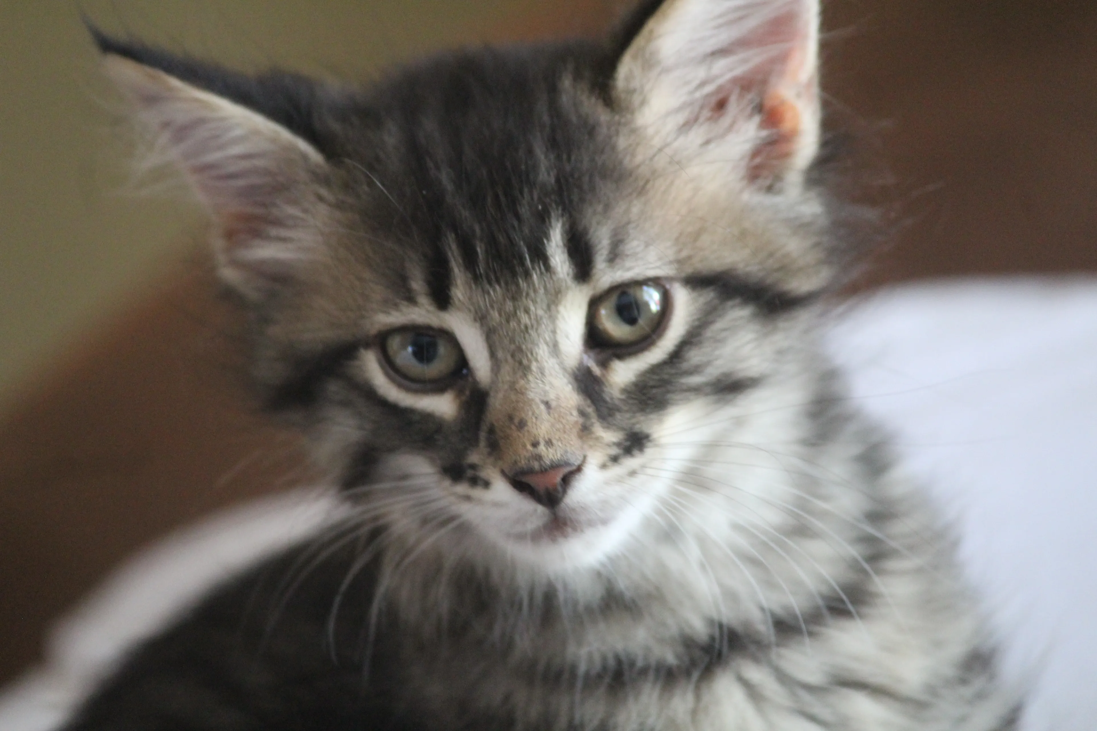 From Rejected Newborns To Loving Kittens
