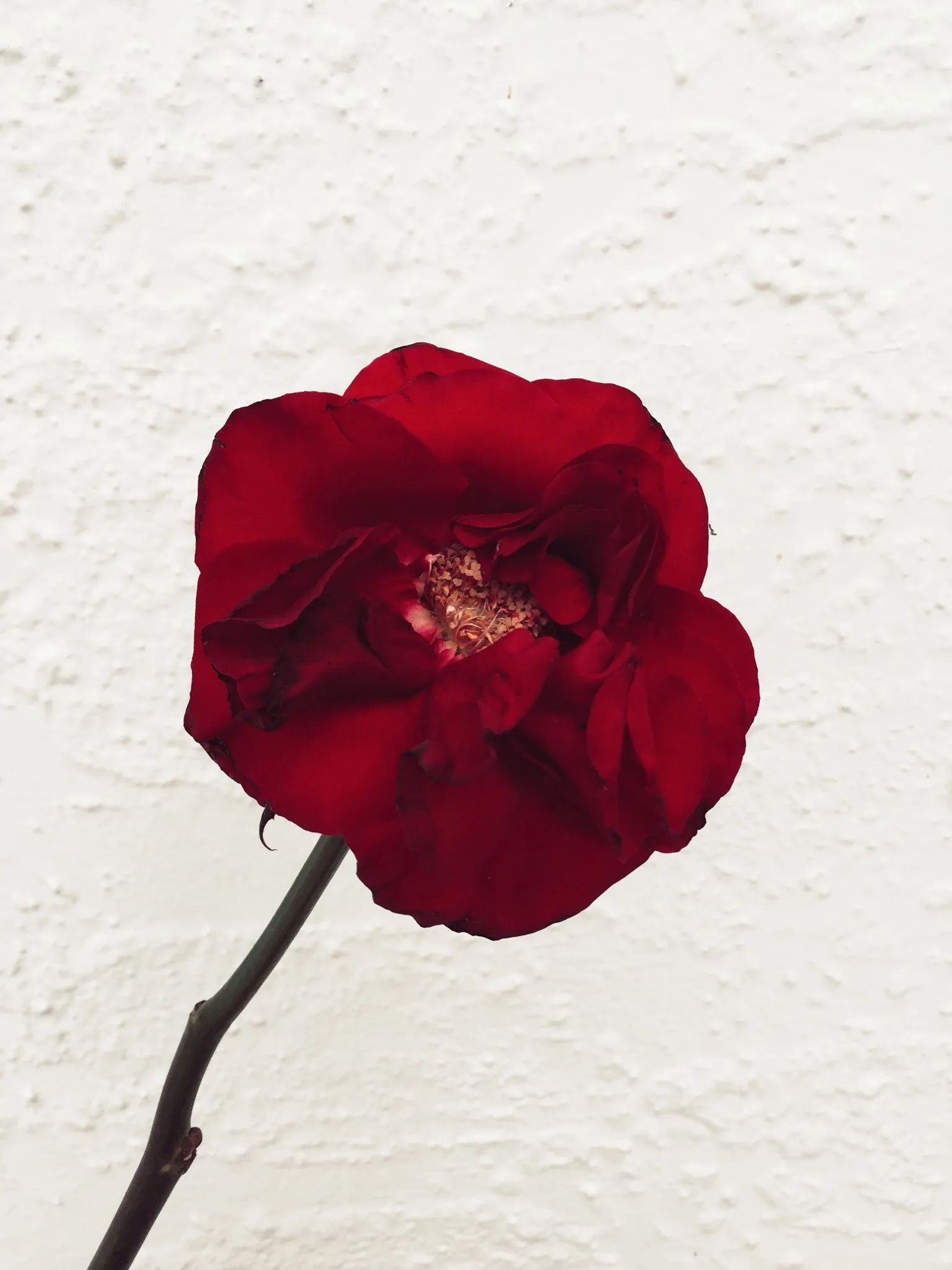 I Took Photos Of Flowers Just For Fun On My iPhone (14 Pics)