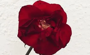 I Took Photos Of Flowers Just For Fun On My iPhone (14 Pics)