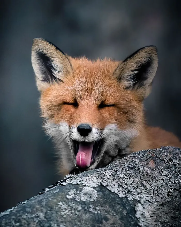 I Tried To Make My Way To Get To Red Foxes And I Finally Earned Their Trust To Photograph Them Up Close (30 Pics)