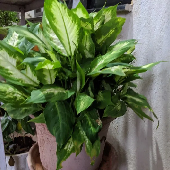 Diffenbachia Not Looking Dumb At All