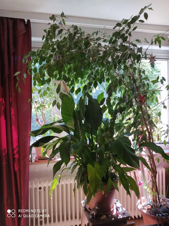 This Is My Jungle. I Love All Of My Plants!