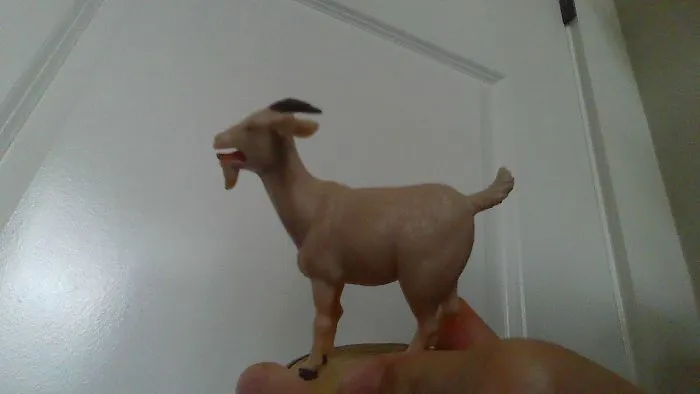 This Freaking Goat. It Screams.