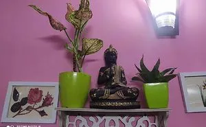 Indoor Plants Which I Used For Minimalist House Decor