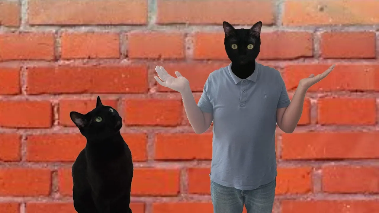 Funny Cat And Owner Change Faces