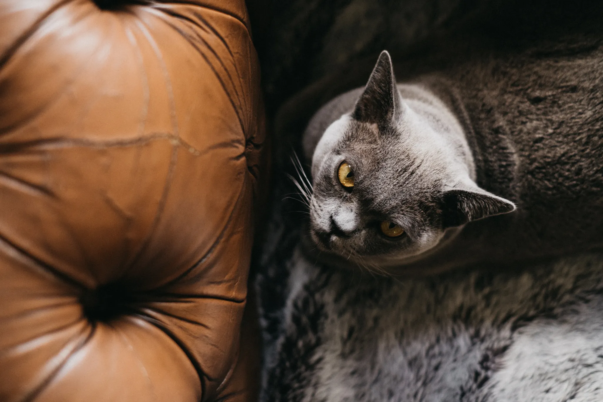 When I Couldn't Photograph Weddings During Covid19 I Photographed The Love Story Of My Wife & Her Cat