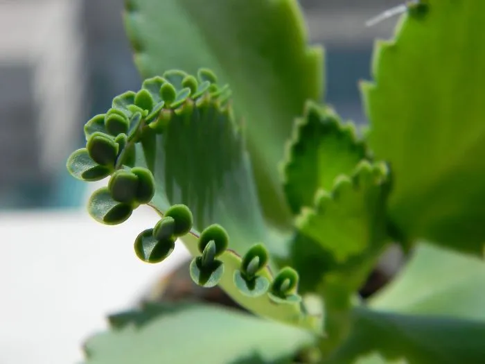 My Mother Of Millions- Grows Babies On Her Leaves