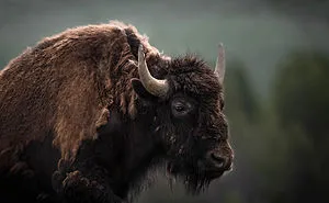 I Gave Up “Normal Life” For Wildlife Photography, Here Are 40 Of My Photos