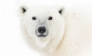 I Gave Up “Normal Life” For Wildlife Photography, Here Are 40 Of My Photos