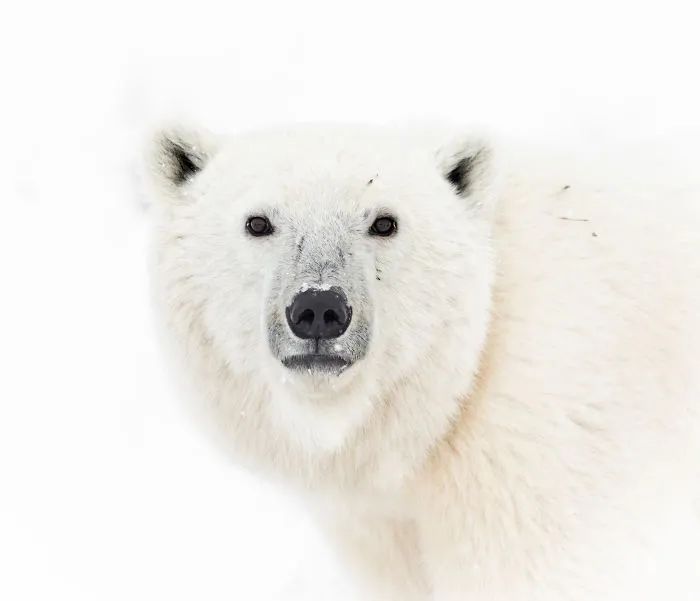 Polar Bear Makes Eye Contact From Across The Road. Photographed On The Shores Of Manitoba’s Hudson Bay