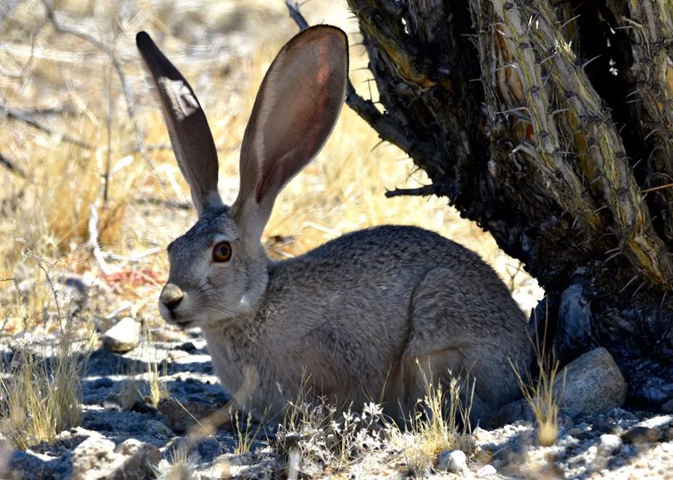 The Elusive Jackrabbit