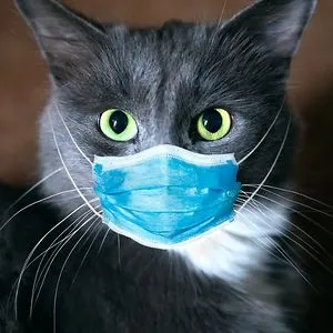 Cat Nip Gal