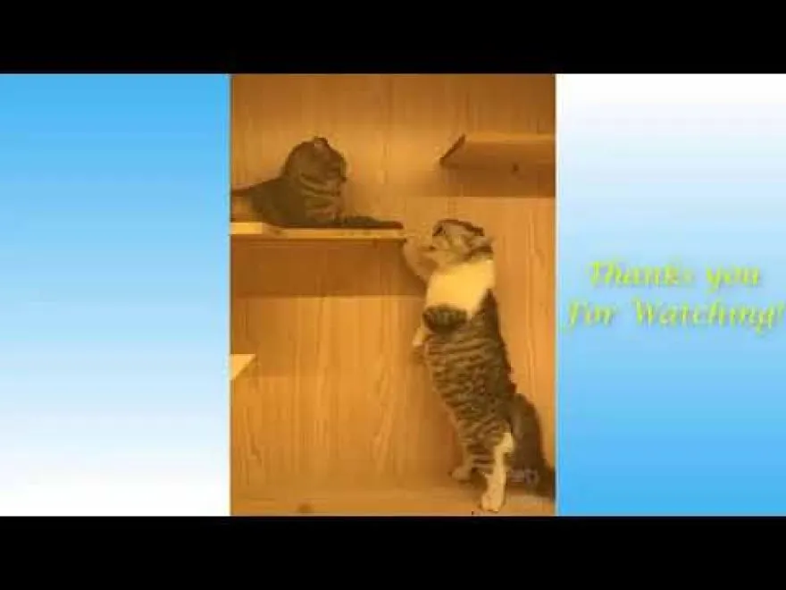 Funny Animals