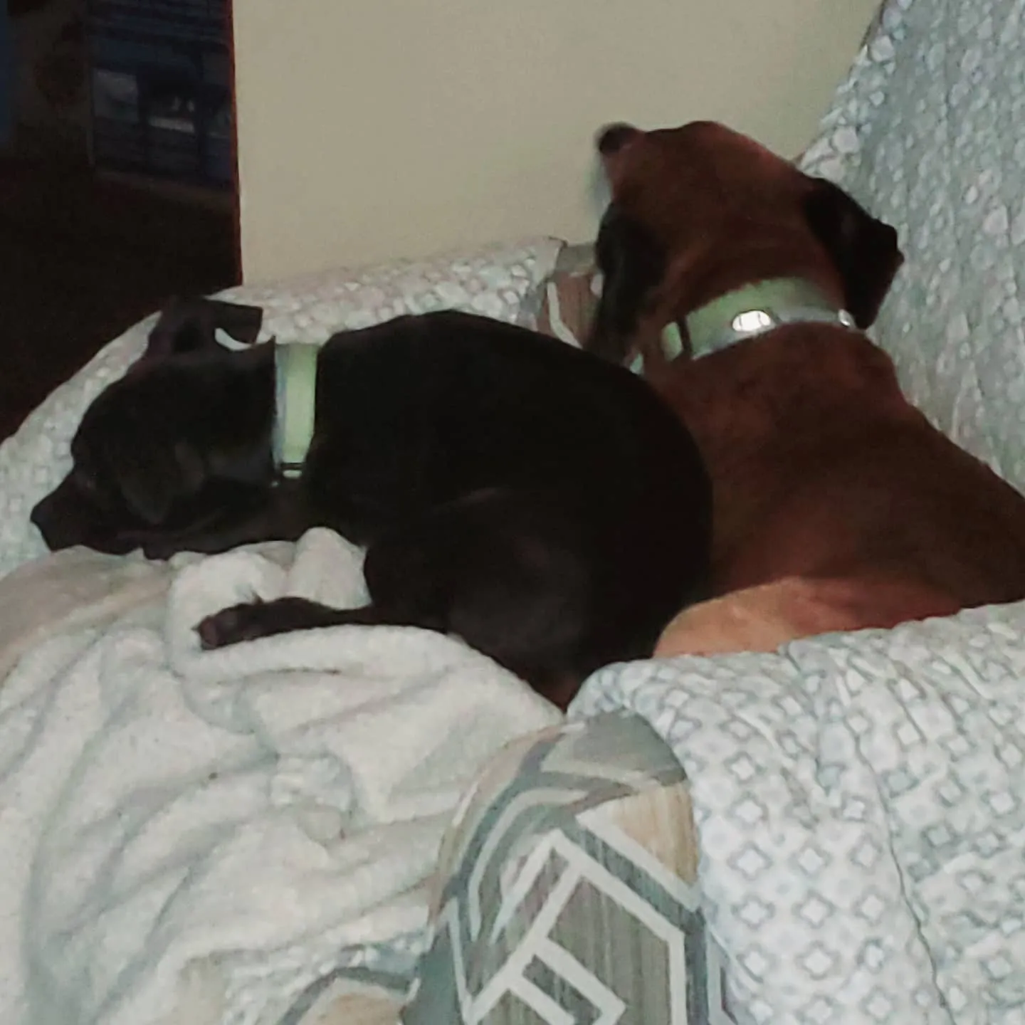 Rescues Are The Best