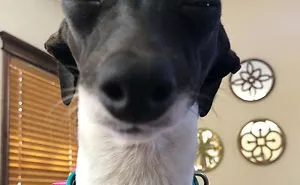 Woman Is Stuck At Home Due To Her Chronic Illness, So She Gets Herself A Dog That Has Funny Human-Like Expressions (30 Pics)