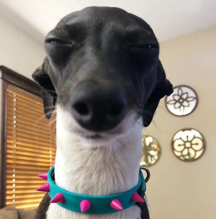 Esta mujer no sale de casa debido a su enfermedad crónica, así que se trajo un perro que pone caras muy humanas (30 fotos)